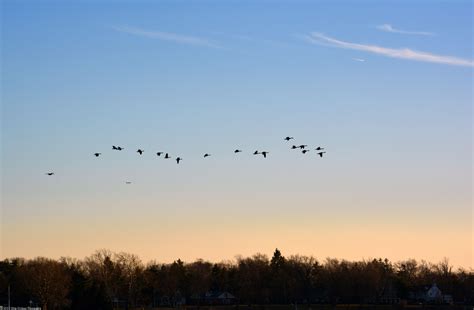 Flock of Canadian Geese at Sunset; a whole lot of flying's going on. | Sunset, Canadian goose ...