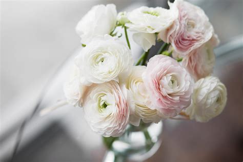 Ultimate Guide to Ranunculus Flower Meaning, Origins & Varieties ...