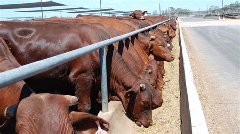 Managing beef cattle feedlots - FutureBeef