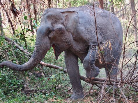 Cambodia Wildlife Sanctuary — Trunks Up