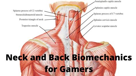 Neck and Back Biomechanics for Gamers - 1-HP