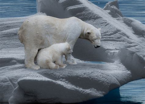 Habitat loss could have negative implications for long-term health of polar bears