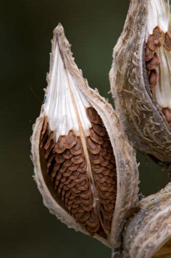 Milkweed Pod collection for the win! - Warren Co SWCD