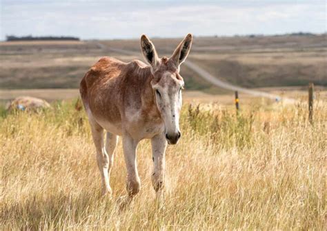 Mammoth Donkey: Pictures, Care Guide, Temperament & Traits | Animal World