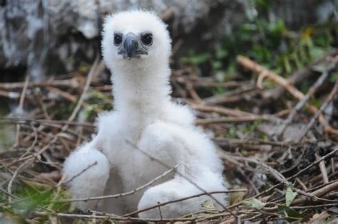 Endangered Harpy Eagle Mom Shares a Sneak Peek of Her Hatchling | Harpy eagle, Zooborns, Newborn ...