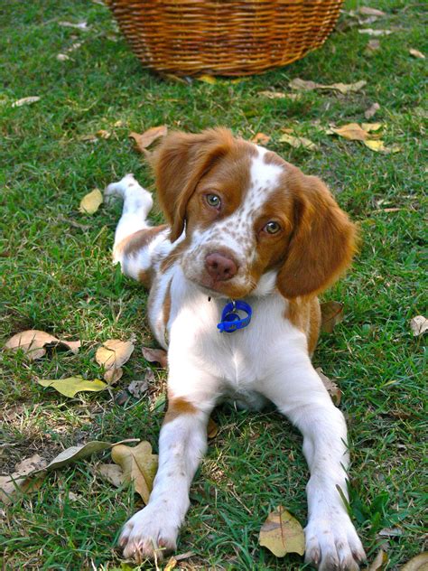 Brittany Spaniel Golden Springer Spaniel Puppies