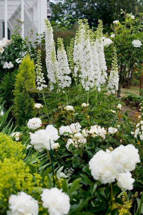 25+ Awesome White Garden Ideas With White Flower Collection in Your Garden — Freshouz Home ...