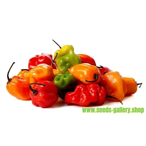 Habanero Red, Yellow, Orange Seeds - Price €1.85