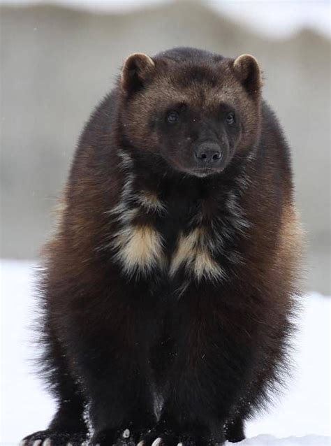 Rosomak - Wolverine. | DinoAnimals.pl | Säugetiere, Wilde tiere, Niedliche tiere