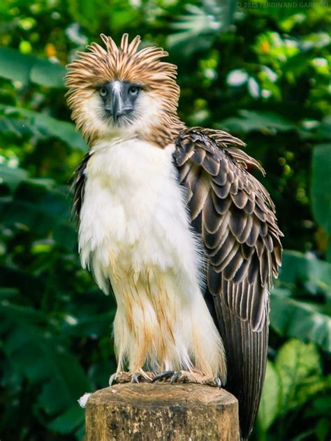 The Philippine eagle is one of the largest and most endangered eagles in the world. The raptor ...