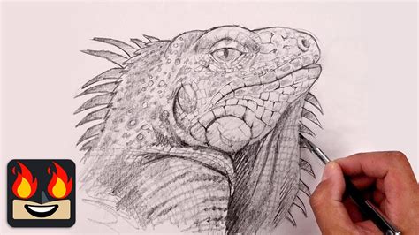 How To Draw an Iguana | Sketch Tutorial - YouTube