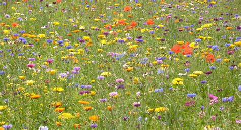 Mixed Wild flower Seeds | Wildlife | Kings Seeds