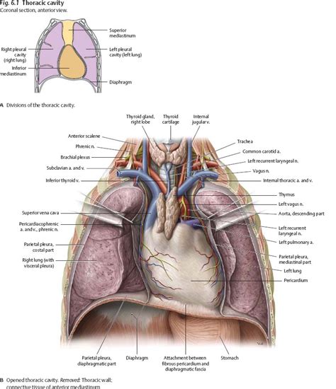 Thoracic Cavity Anatomy