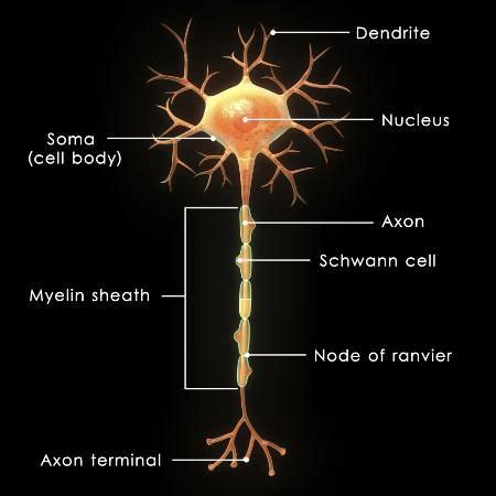 Neurons, Myelin Sheath, and the Endoneurium | Neurons, Human anatomy and physiology, Anatomy and ...