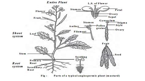 Morphology of flowering plants or Angiosperms - short notes