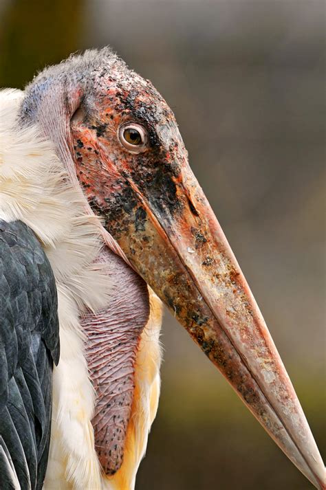 marabou stork on Tumblr