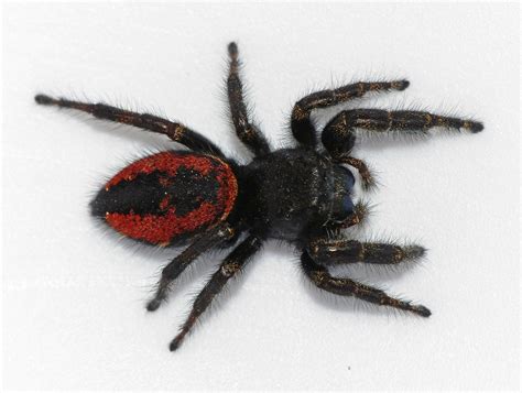 Female Phidippus johnsoni (Johnson Jumping Spider) in Sooke (Vancouver ...