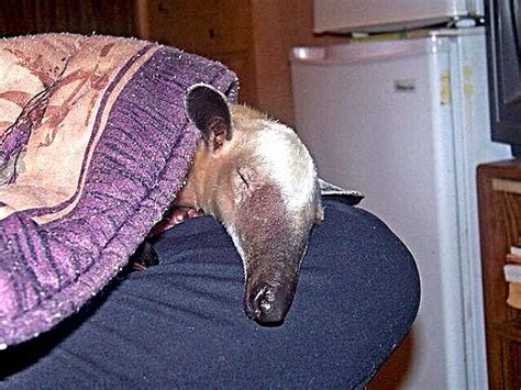 Pin on Pua & Aurora, Pet Anteaters Angela Goodwin, Oregon