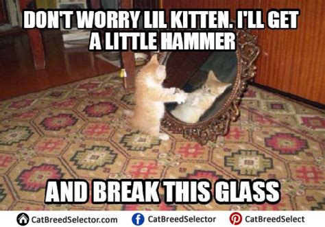 Kitten Memes – Cat Breed Selector