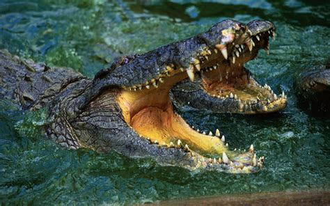 Wallpaper Two crocodiles, open mouth, teeth 3840x2160 UHD 4K Picture, Image