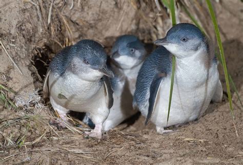 New Zealand town builds a 25 meter long tunnel to save blue penguins