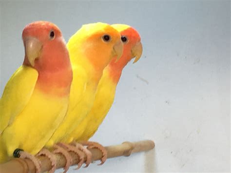 BEAUTIFUL YELLOW LOVEBIRDS FOR SALE| Lovebirds for Sale Near Me in ...