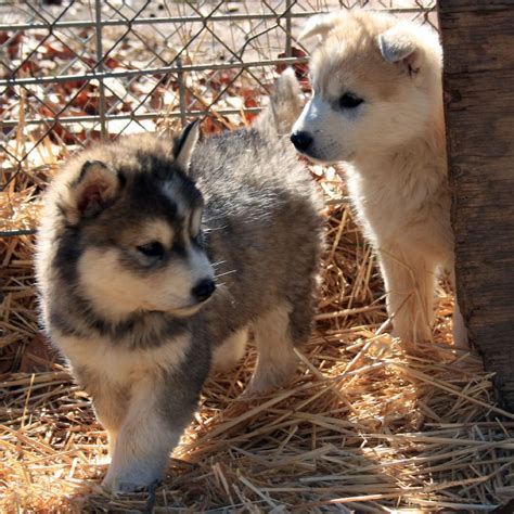 Cute Wolf-Dog Puppies - IMG_1585 - PICNIK | Destiny and Tund… | Flickr