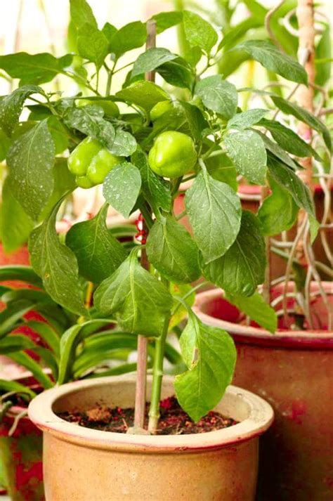 Growing Bell Peppers in Pots | How to Grow Bell Peppers in Containers ...