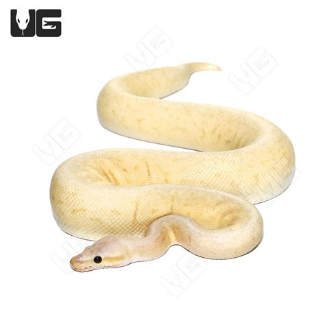 Baby Ball Pythons For Sale - Underground Reptiles