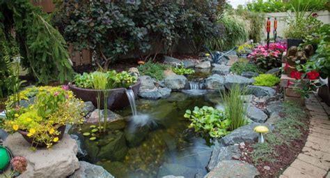 Best Pond Plants for Water Features in Hampton Roads in 2024 | Pond ...