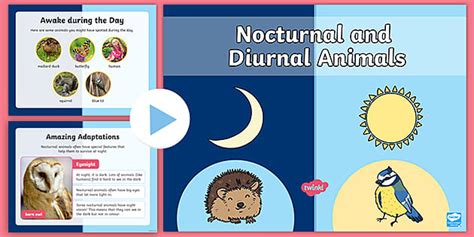 KS1 Nocturnal and Diurnal Animals PowerPoint (teacher made)