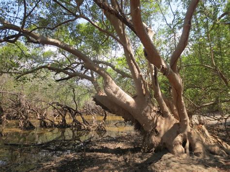 Indus River Delta-Arabian Sea Mangroves | One Earth