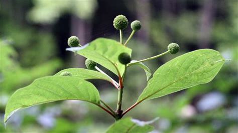 Buttonbush, Cephalanthus occidentalis, And Its Pollinators