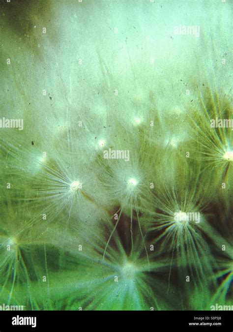 Close up of a dandelion clock Stock Photo - Alamy