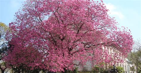 Lapacho trees in bloom - Spring 2018 | My Buenos Aires Travel Guide