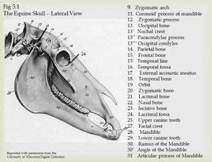 Horse Skull Labeled