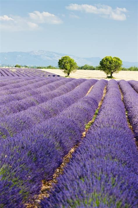 Provence lavender sunset stock image. Image of colorful - 18415959