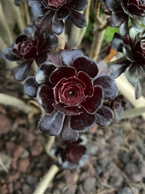 Aeonium Black Rose also known as Aeonium arboreum Zwartkops | Etsy