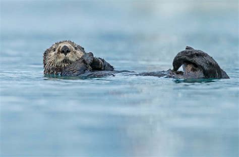 Otter Symbolism - Spirit Animal Totems