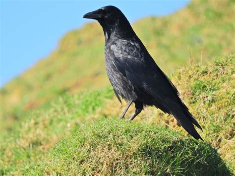 A Light In The Darkness: Ravens in Celtic Mythology