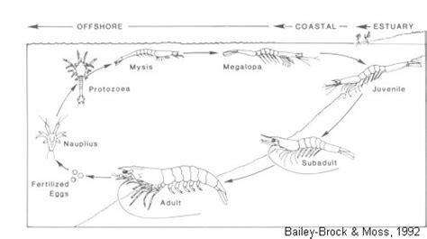 Picture of Penaeid shrimp life cycle