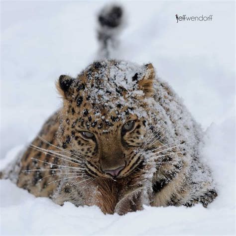 Big Cats from Winter Wildlife Photography Workshop | Jeff Wendorff