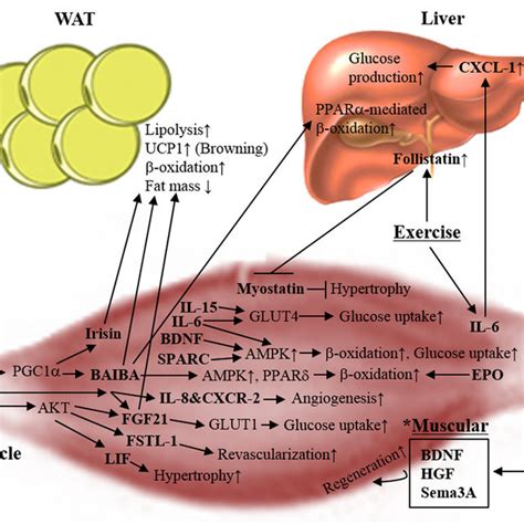 (PDF) Metabolic Adaptation in Obesity and Type II Diabetes: Myokines, Adipokines and Hepatokines