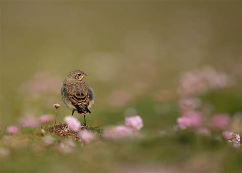 DG Wildlife by Dalia Kvedaraite and Giedrius Stakauskas | Wildlife in Shetland Islands