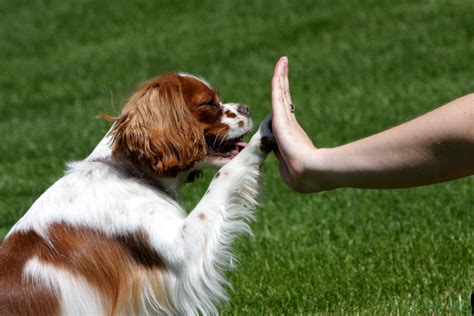 Cavalier King Charles Spaniel Training | Dog training, Puppy training, Training your dog