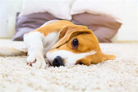 Dog illness symptoms: Watch for changes in your dog's behavior