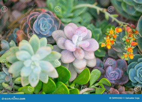 Desert Garden with Succulents Stock Photo - Image of blue, botanic ...