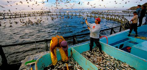 Taking the Fish Out of Fish Feed | Hakai Magazine