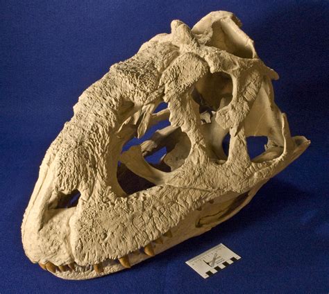 WitmerLab Dinosaur Skull Collection: majungasaurus