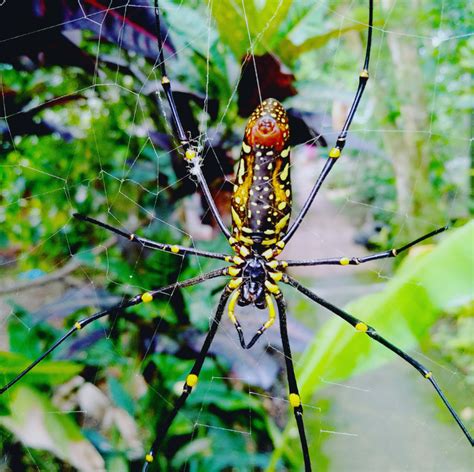 Banana Spiders - An Exploration of The Golden Silk Orb-Weaver - Animal ...